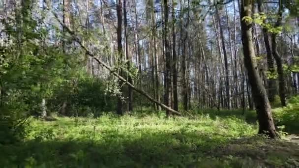 Forêt verte pendant la journée, vue aérienne — Video