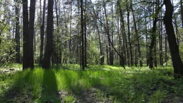 Bosque verde durante el día, vista aérea — Vídeos de Stock