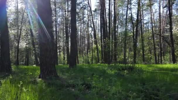 Grön skog under dagen, flygutsikt — Stockvideo