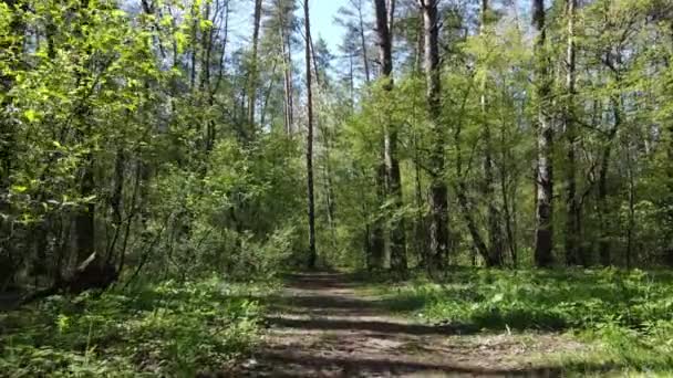 Groen bos overdag, vanuit de lucht — Stockvideo