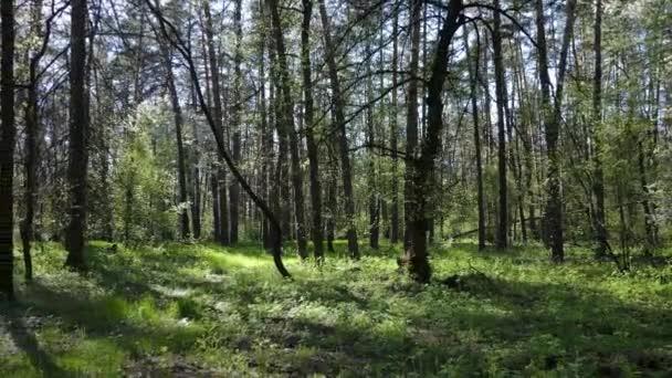 Grüner Wald am Tag, Luftaufnahme — Stockvideo