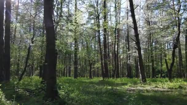 Zöld erdő nappal, légi kilátás — Stock videók