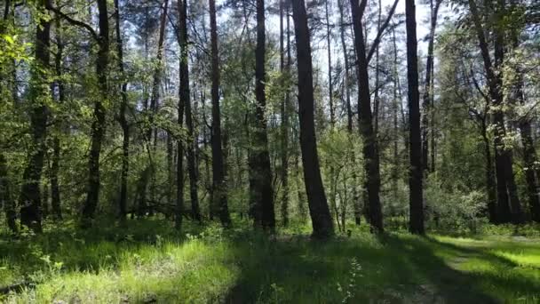 Zöld erdő nappal, légi kilátás — Stock videók