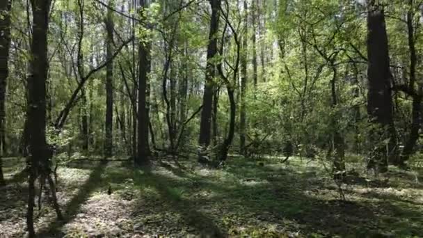 Πράσινο δάσος κατά τη διάρκεια της ημέρας, εναέρια άποψη — Αρχείο Βίντεο