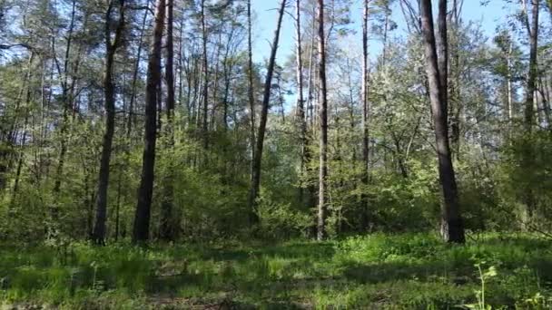 Bosque verde durante el día, vista aérea — Vídeo de stock