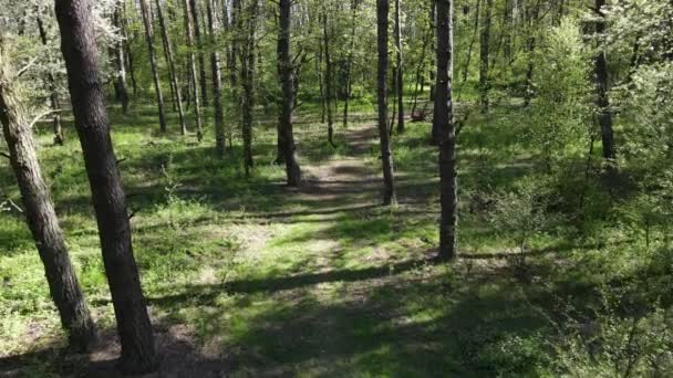 Bosque verde durante el día, vista aérea — Vídeo de stock