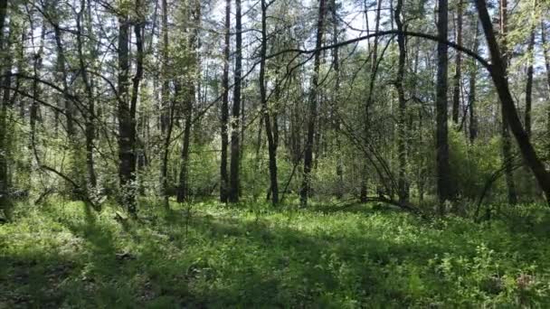 Bosque verde durante el día, vista aérea — Vídeos de Stock