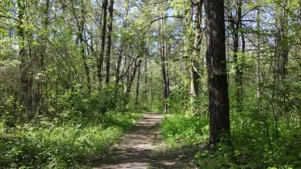 Green forest during the day, aerial view — Stock Video