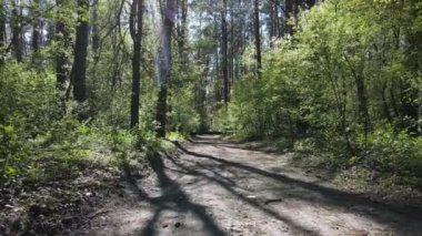 Gündüz yeşil orman, hava manzarası