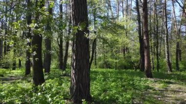 Gündüz yeşil orman, hava manzarası
