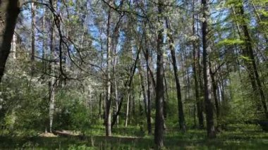 Gündüz yeşil orman, hava manzarası