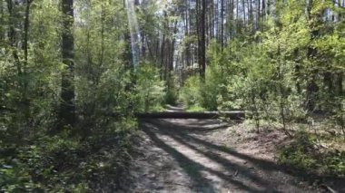 Gündüz yeşil orman, hava manzarası