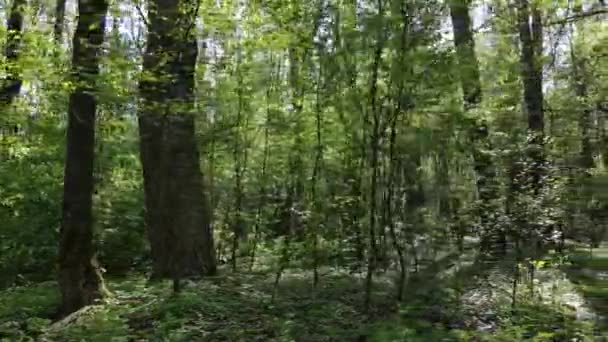 Floresta verde durante o dia, vista aérea — Vídeo de Stock