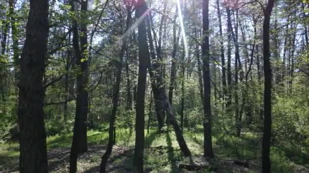 Πράσινο δάσος κατά τη διάρκεια της ημέρας, εναέρια άποψη — Αρχείο Βίντεο