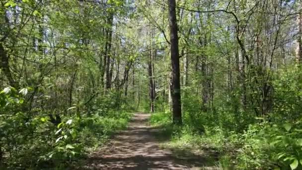 Grön skog under dagen, flygutsikt — Stockvideo