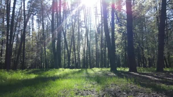 Grüner Wald am Tag, Luftaufnahme — Stockvideo