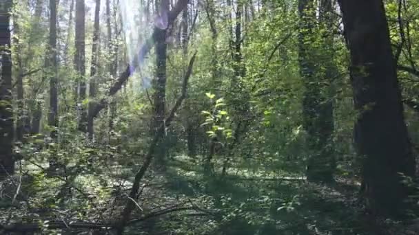 Zöld erdő nappal, légi kilátás — Stock videók