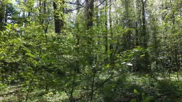 Forêt verte pendant la journée, vue aérienne — Video