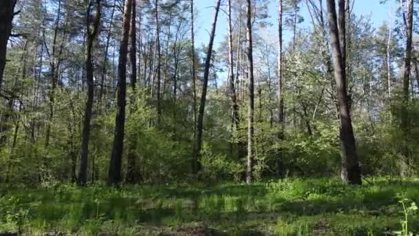 Bosque verde durante el día, vista aérea — Vídeo de stock