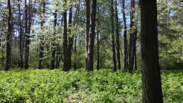 Grüner Wald am Tag, Luftaufnahme — Stockvideo