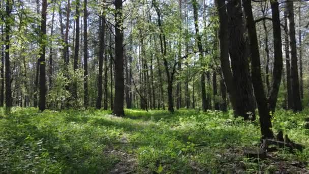 Bosque verde durante el día, vista aérea — Vídeos de Stock