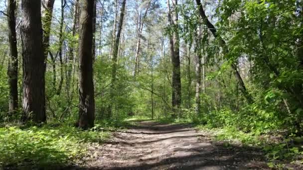 Grüner Wald am Tag, Luftaufnahme — Stockvideo