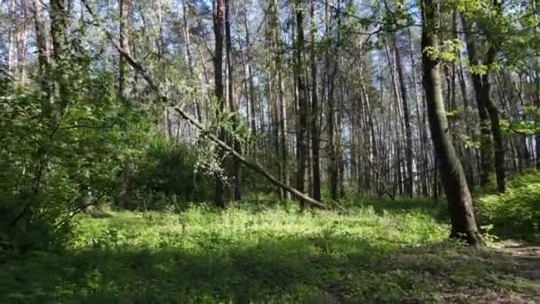 Floresta verde durante o dia, vista aérea — Vídeo de Stock