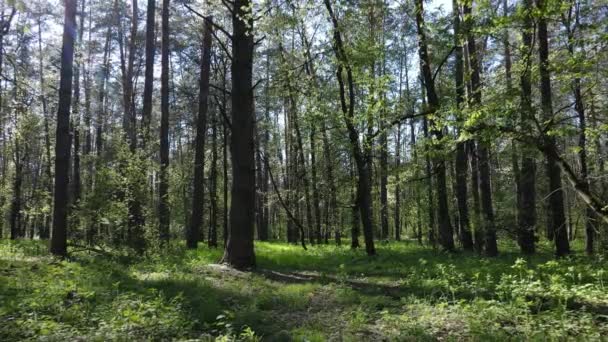 日中の緑の森、空中風景 — ストック動画