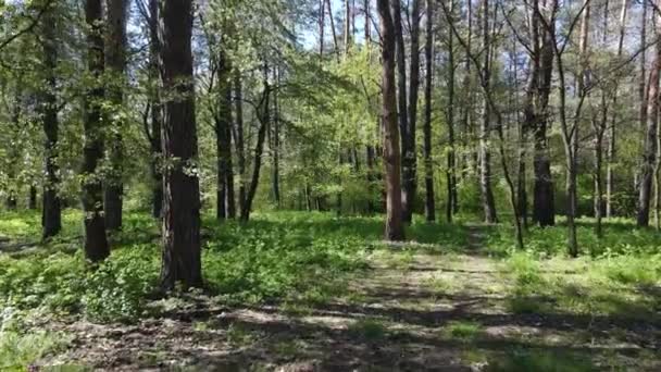 Bosque verde durante el día, vista aérea — Vídeos de Stock