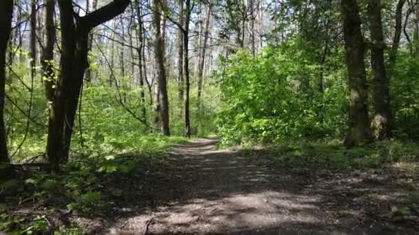 Grön skog under dagen, flygutsikt — Stockvideo