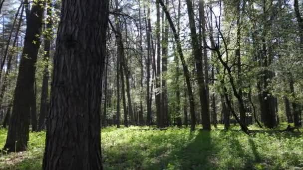 Grön skog under dagen, flygutsikt — Stockvideo