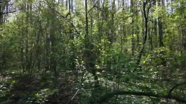 Bosque verde durante el día, vista aérea — Vídeos de Stock