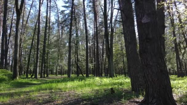 Grön skog under dagen, flygutsikt — Stockvideo