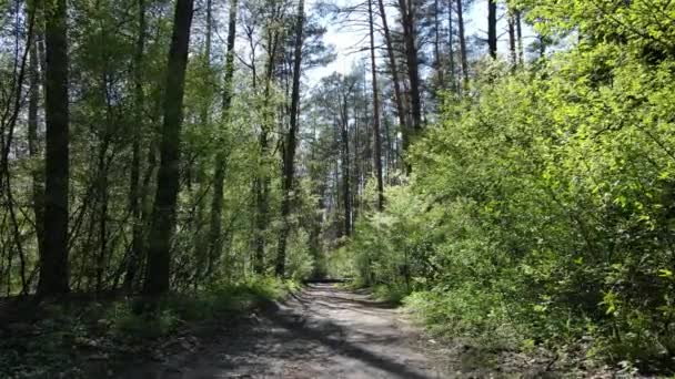 Zöld erdő nappal, légi kilátás — Stock videók