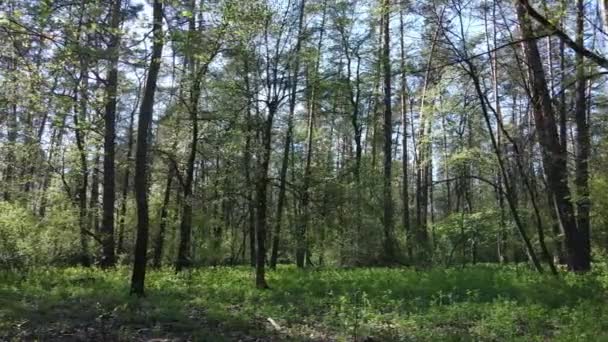 Floresta verde durante o dia, vista aérea — Vídeo de Stock