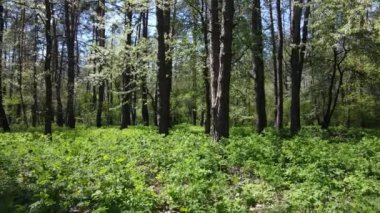 Gündüz yeşil orman, hava manzarası