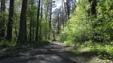 Gündüz yeşil orman, hava manzarası