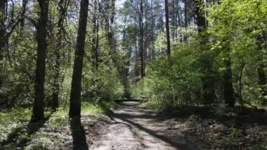 Gündüz yeşil orman, hava manzarası