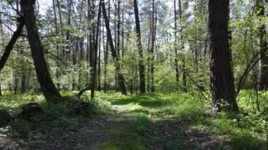 Gündüz yeşil orman, hava manzarası