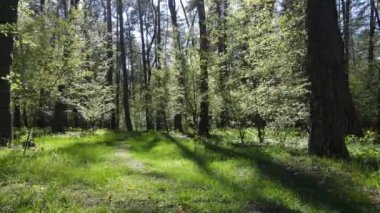 Gündüz yeşil orman, hava manzarası