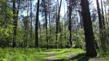 Gündüz yeşil orman, hava manzarası