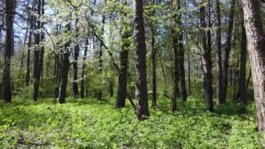 Gündüz yeşil orman, hava manzarası
