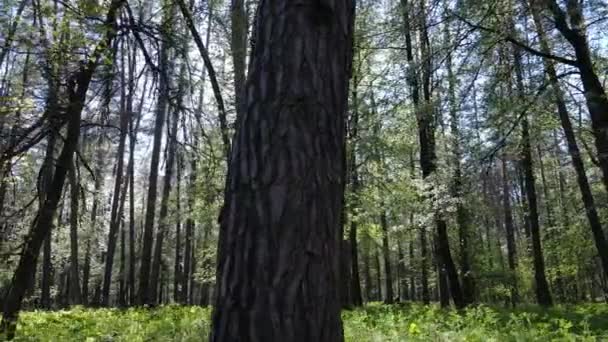 Grön skog under dagen, flygutsikt — Stockvideo