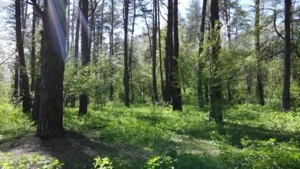 Bosque verde durante el día, vista aérea — Vídeo de stock