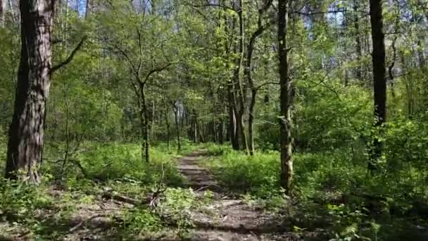 Floresta verde durante o dia, vista aérea — Vídeo de Stock