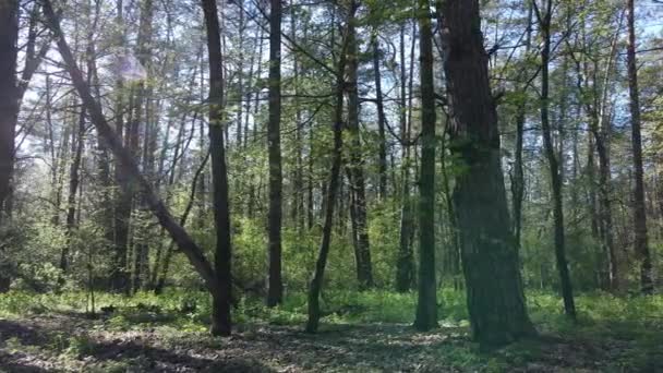 白天的绿色森林，鸟瞰 — 图库视频影像