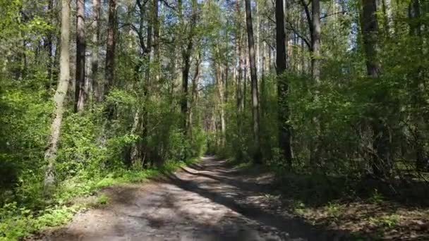 Green forest during the day, aerial view — Stock Video