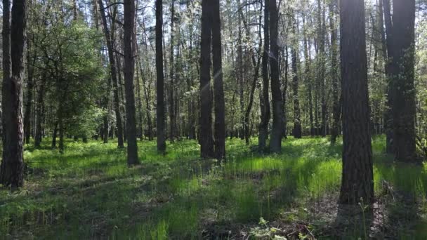 Grüner Wald am Tag, Luftaufnahme — Stockvideo