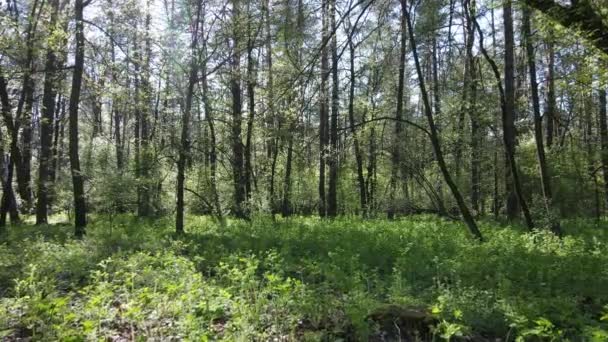 Green forest during the day, aerial view — Stock Video