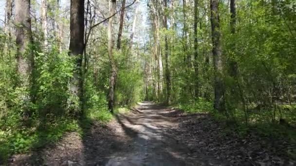 Bosque verde durante el día, vista aérea — Vídeo de stock